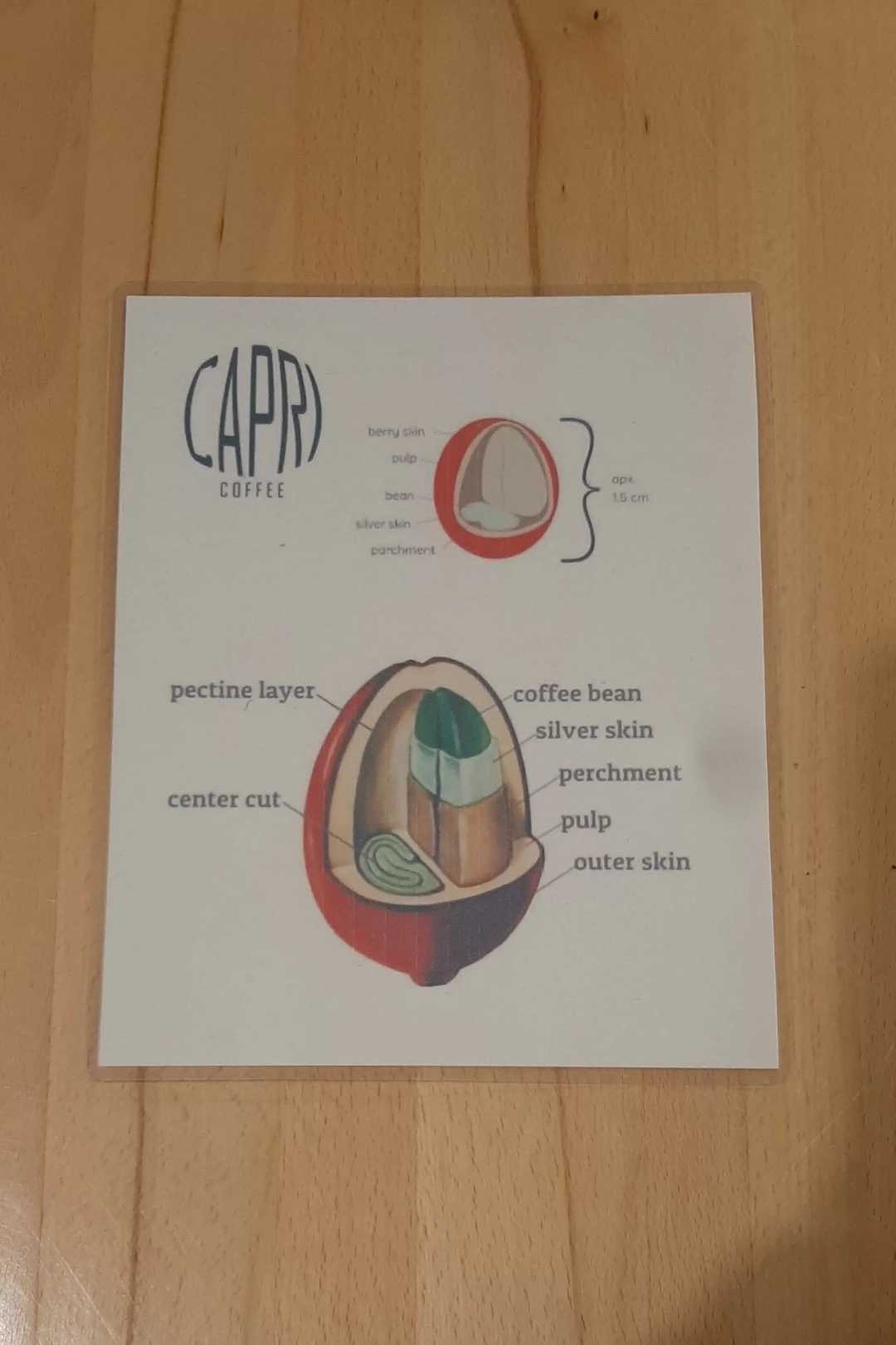 Kahvipavun rakenne Kahvipavun rakenne