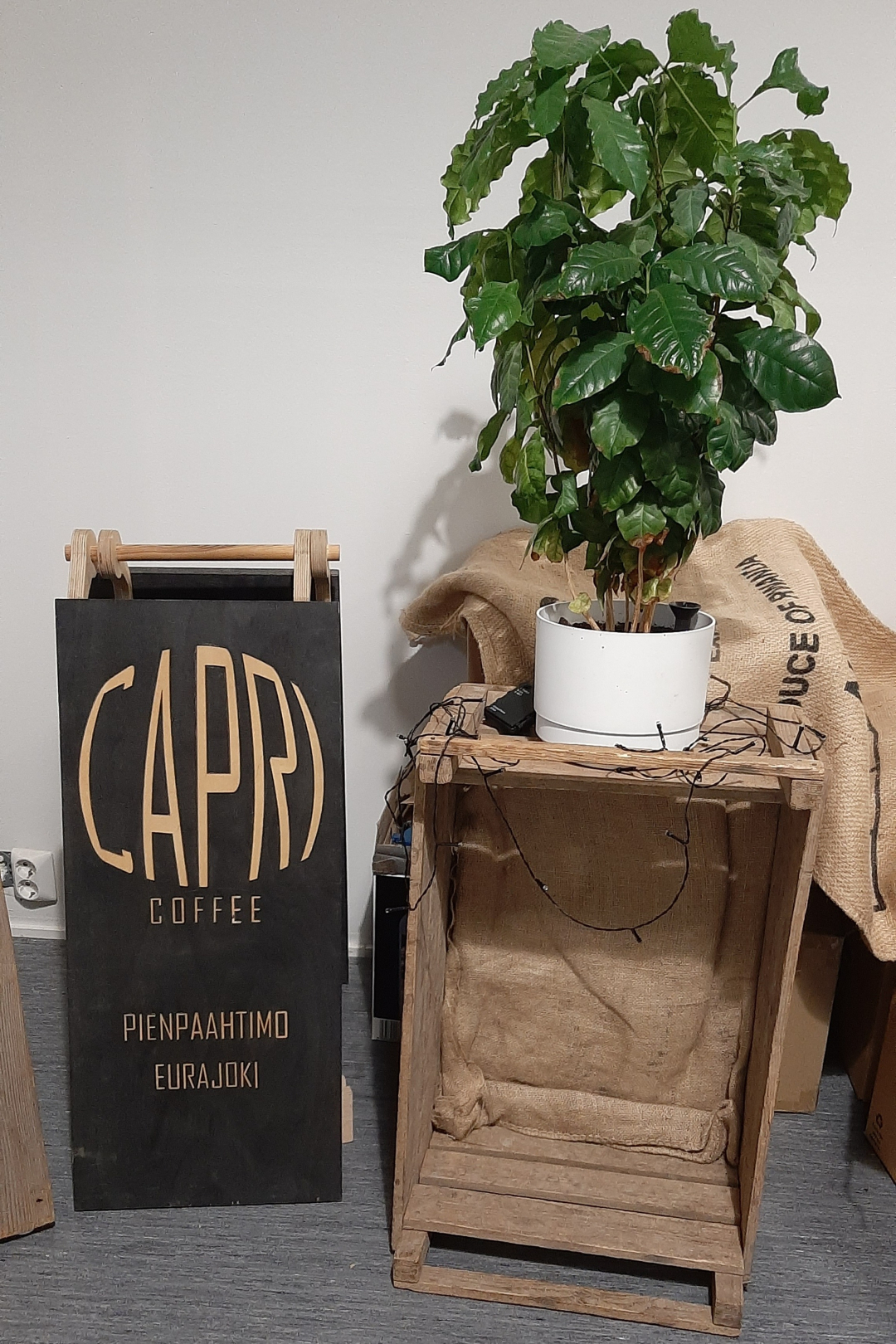 Kahvipensas Kahvipensas